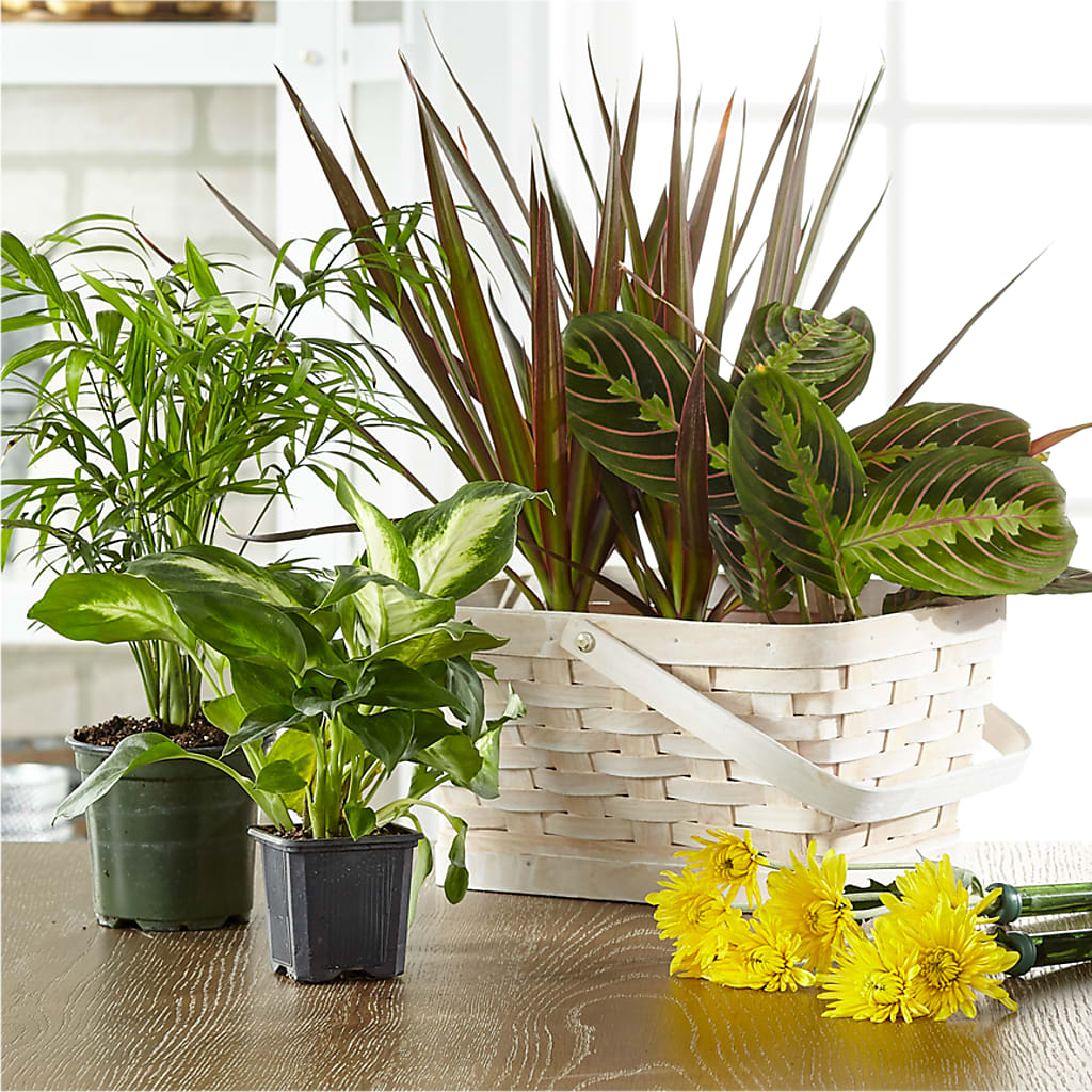 Florist Designed Blooming and Green Plants in a Basket – PASSMORE'S FLOWERS, Brantford ON