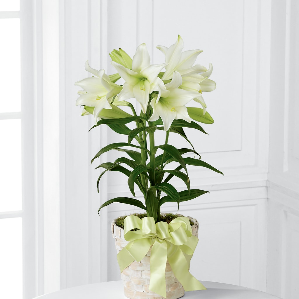 Easter Lily Plant – PASSMORE'S FLOWERS, Brantford ON