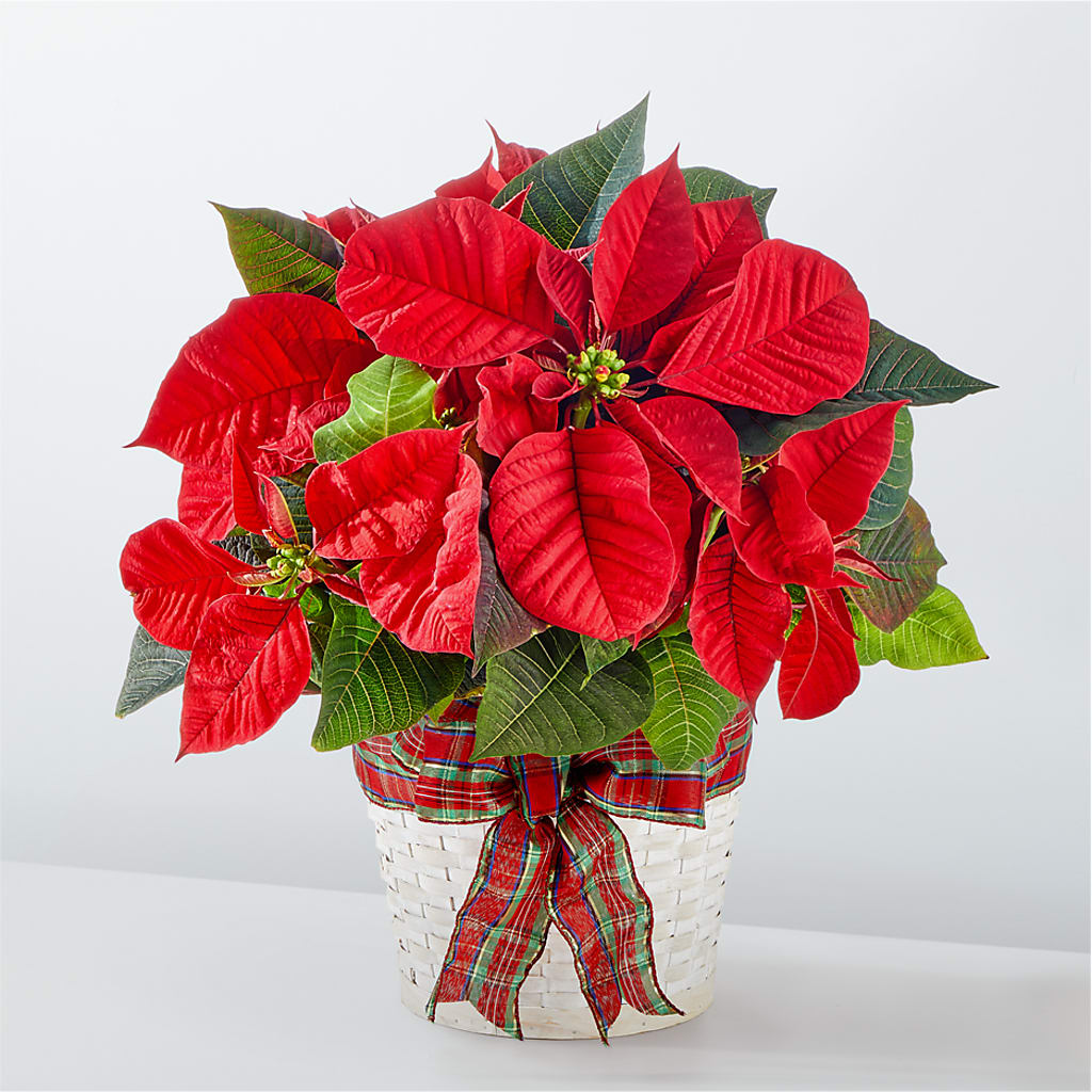 Happiest Holidays Poinsettia – PASSMORE'S FLOWERS, Brantford ON
