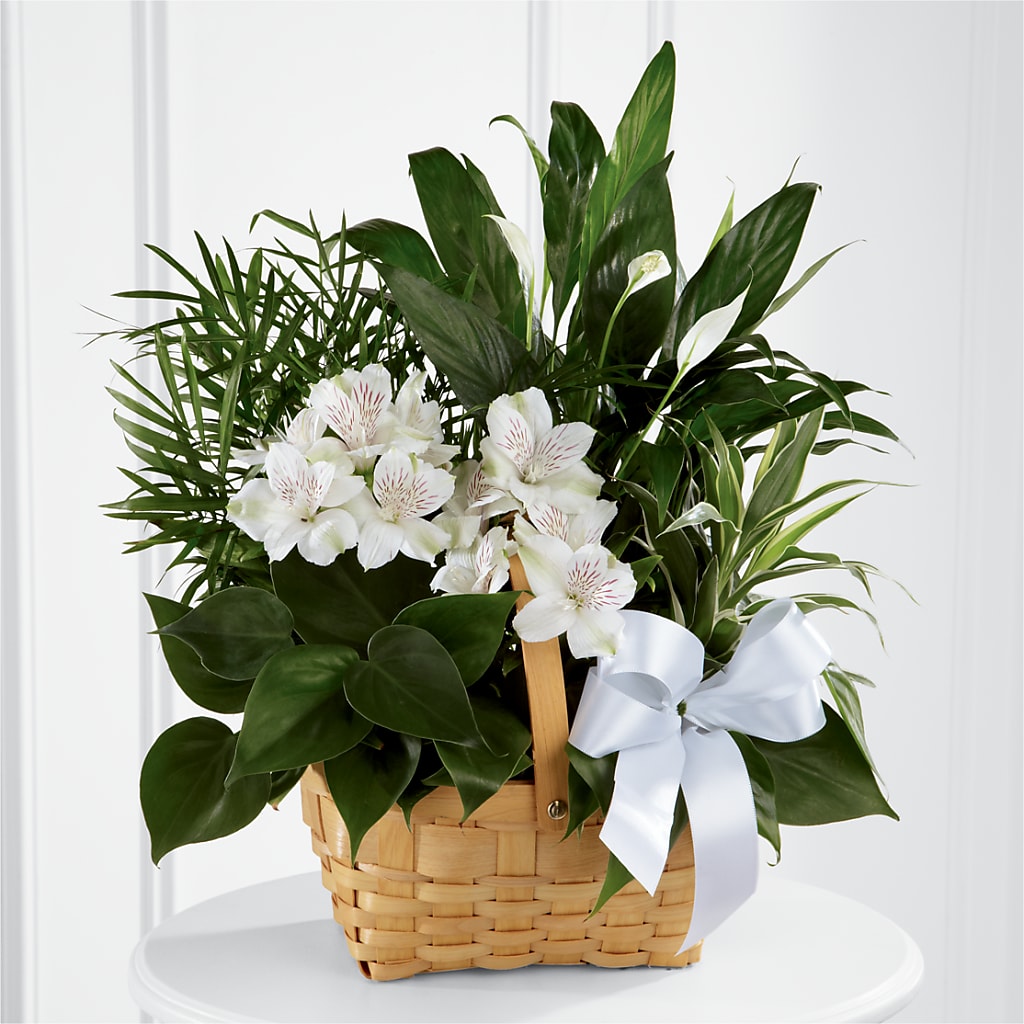 Peace & Serenity Dishgarden – PASSMORE'S FLOWERS, Brantford ON