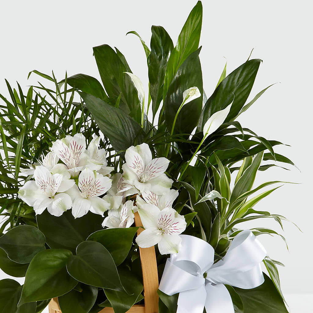 Peace & Serenity Dishgarden – PASSMORE'S FLOWERS, Brantford ON