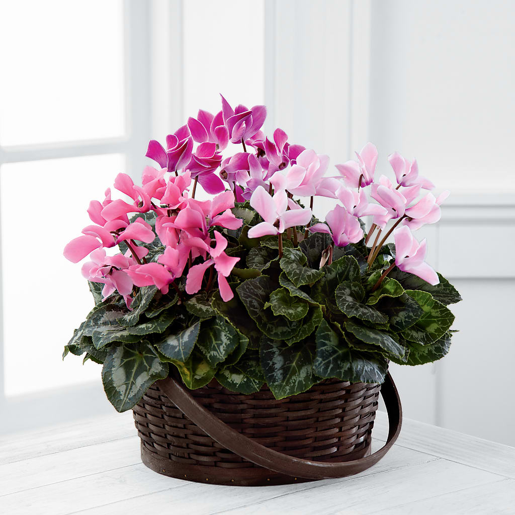 Mixed Cyclamen Planter – PASSMORE'S FLOWERS, Brantford ON