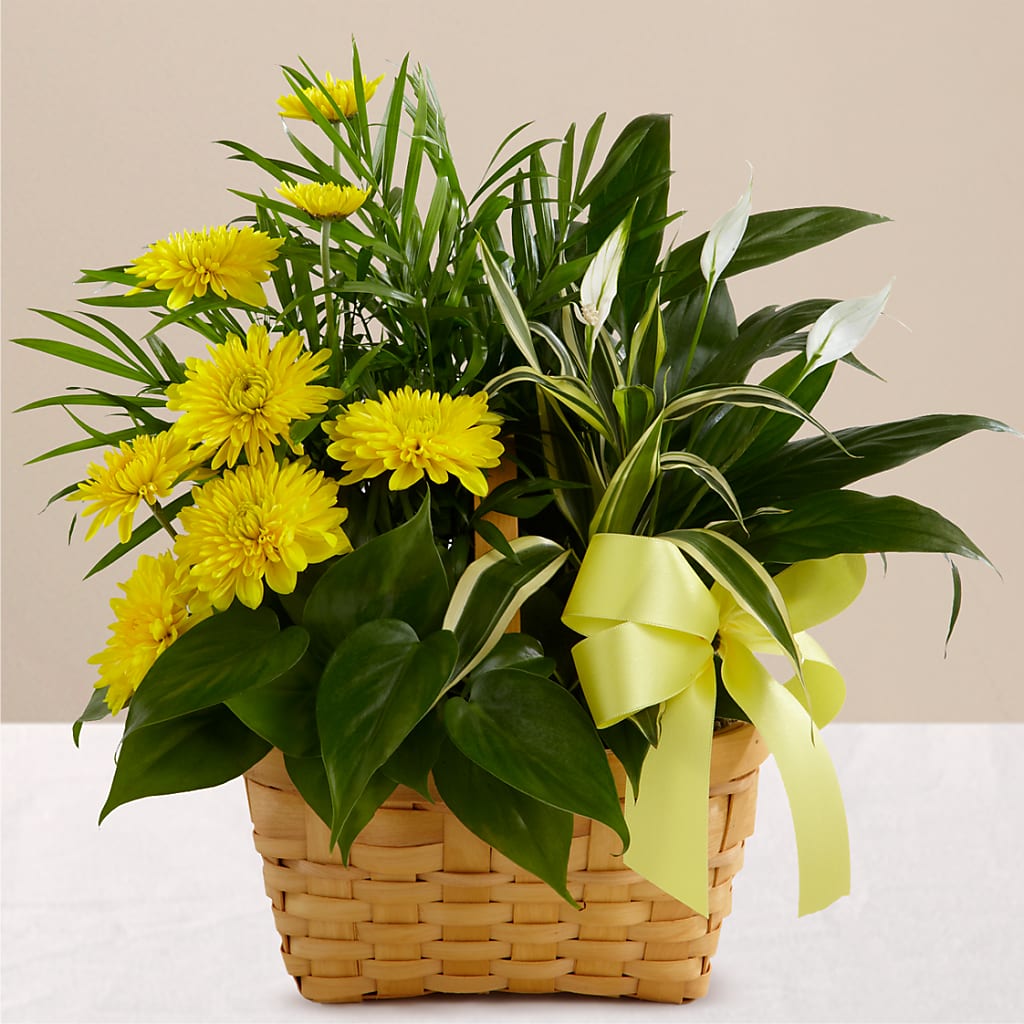 Loving Light Dishgarden – PASSMORE'S FLOWERS, Brantford ON