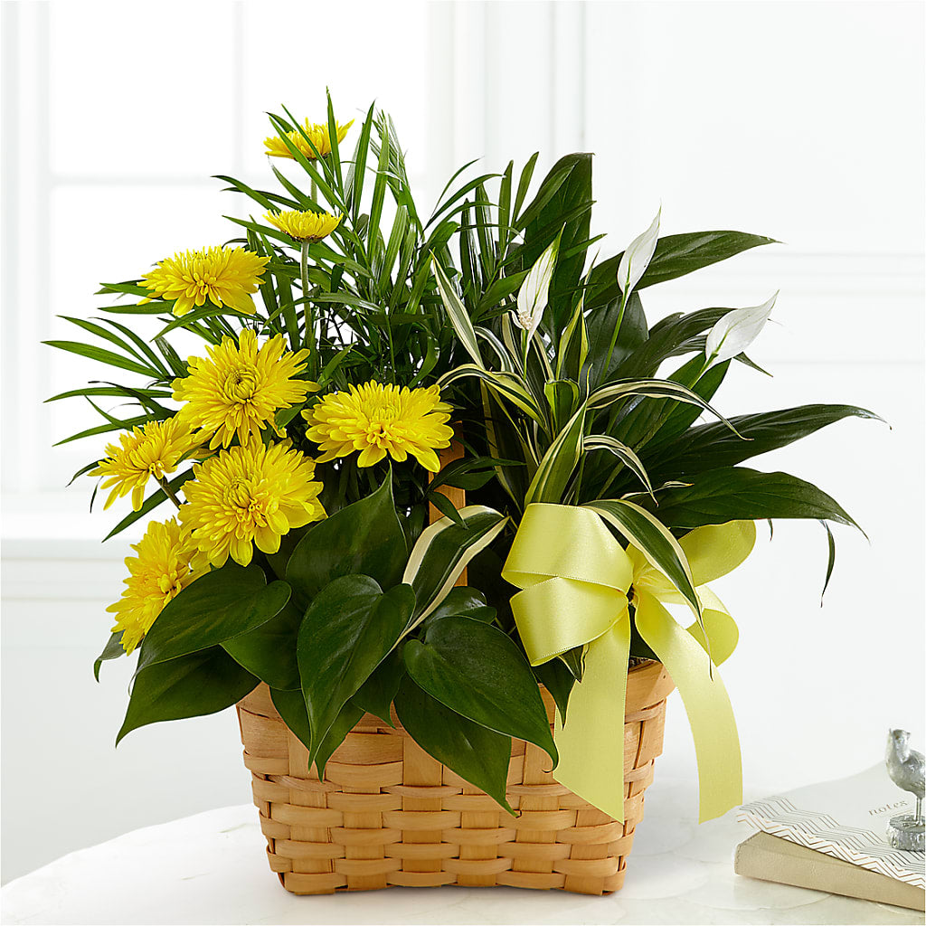 Loving Light Dishgarden – PASSMORE'S FLOWERS, Brantford ON