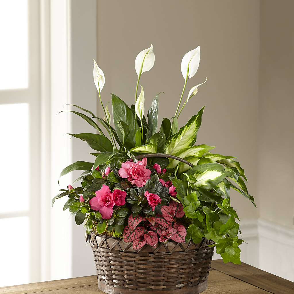 Dream in Pink Dishgarden – PASSMORE'S FLOWERS, Brantford ON