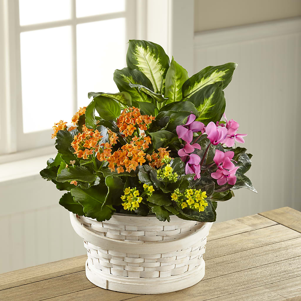 Color Crush Dishgarden – PASSMORE'S FLOWERS, Brantford ON