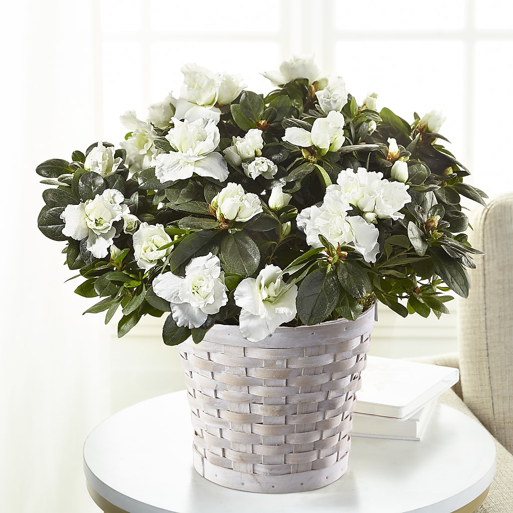 White Azalea Plant – PASSMORE'S FLOWERS, Brantford ON
