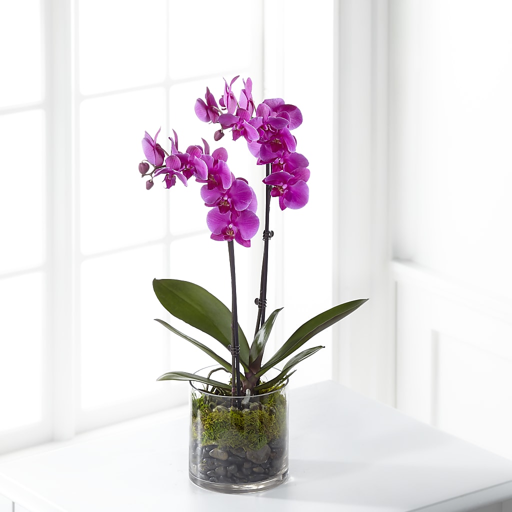 Pink Orchid Plant – PASSMORE'S FLOWERS, Brantford ON