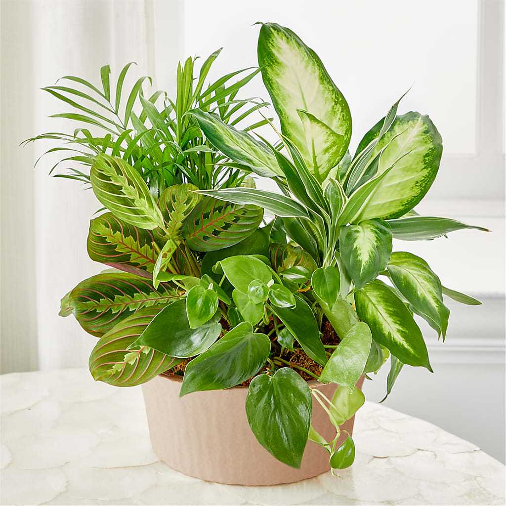 Balance & Harmony Dishgarden – PASSMORE'S FLOWERS, Brantford ON