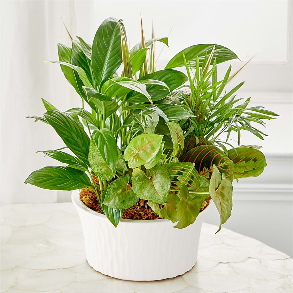 Balance & Harmony Dishgarden – PASSMORE'S FLOWERS, Brantford ON