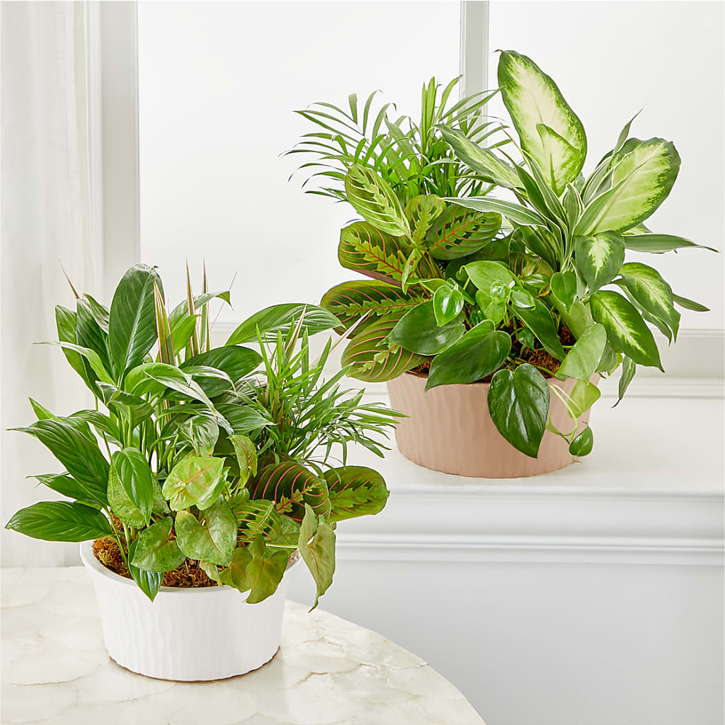 Balance & Harmony Dishgarden – PASSMORE'S FLOWERS, Brantford ON