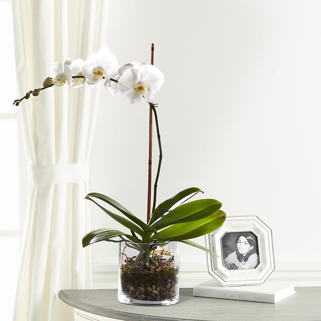 White Orchid Planter – PASSMORE'S FLOWERS, Brantford ON