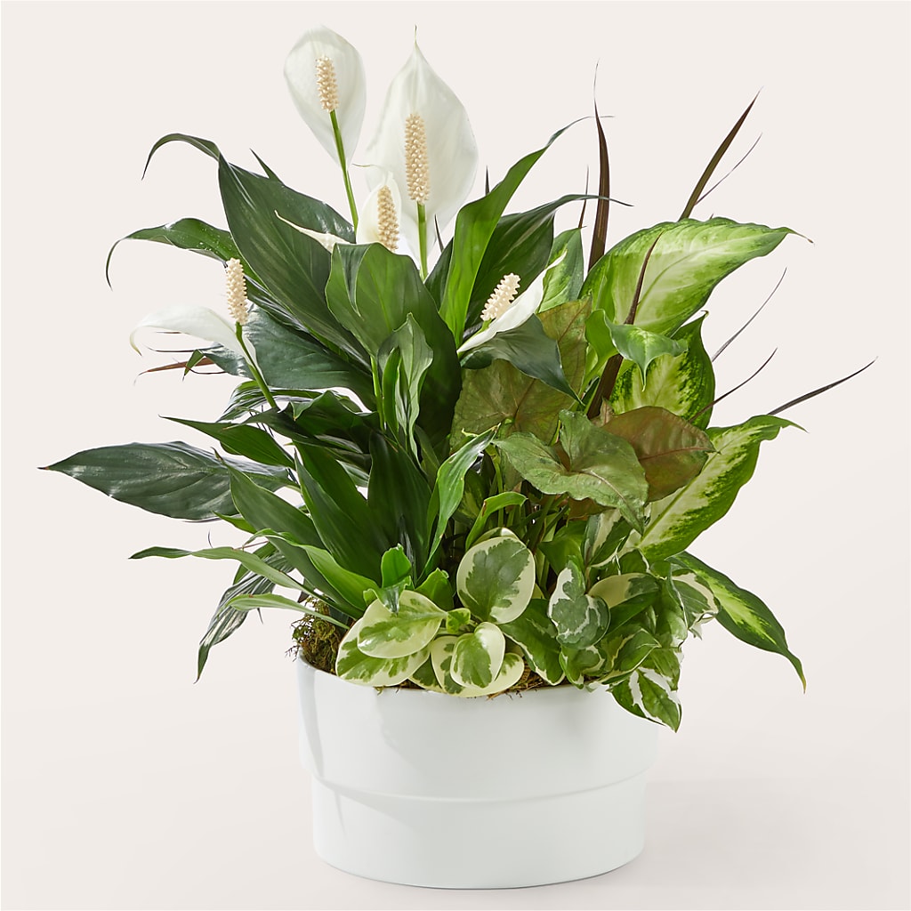 Radiating Positivity Dishgarden – PASSMORE'S FLOWERS, Brantford ON