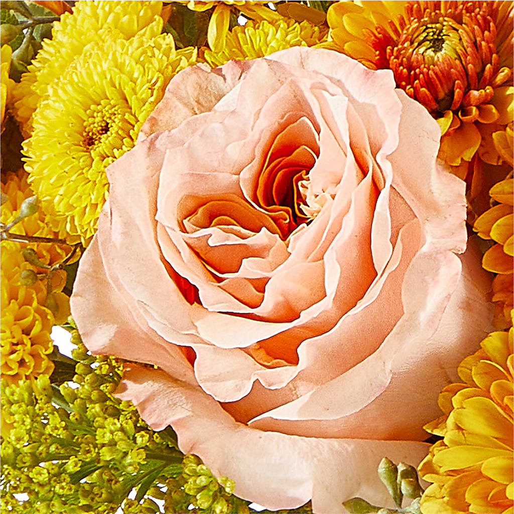 Peachy Pumpkin – PASSMORE'S FLOWERS, Brantford ON
