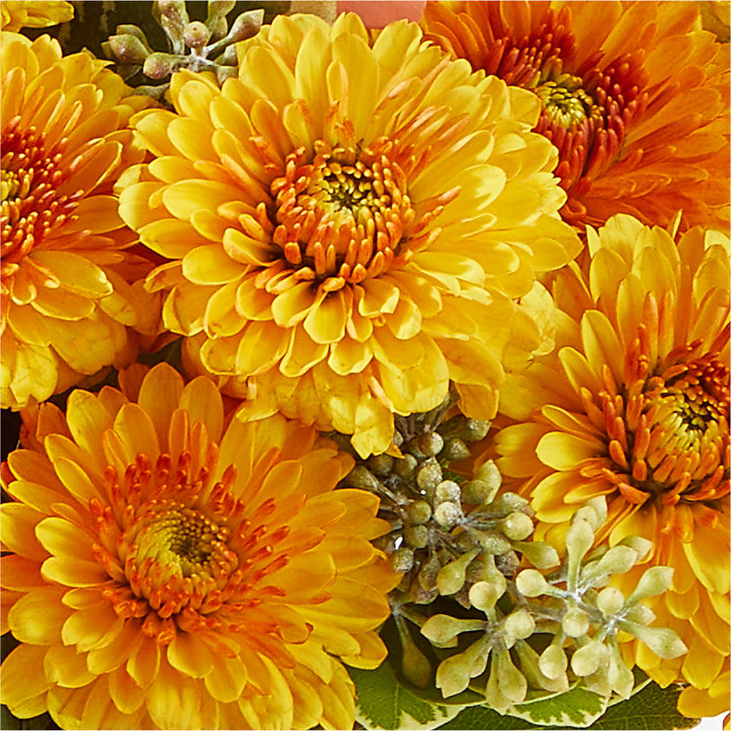 Peachy Pumpkin – PASSMORE'S FLOWERS, Brantford ON