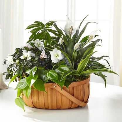 Serene Dishgarden – PASSMORE'S FLOWERS, Brantford ON