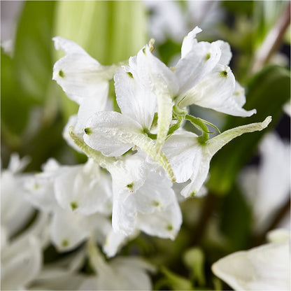 Classic Ivory – A Florist Original – PASSMORE'S FLOWERS, Brantford ON